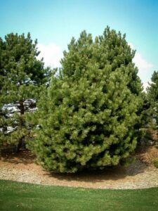 Сосна Чёрная (Pinus Nigra) купить по цене от 270.00р. в интернет-магазине «Посадика» с доставкой почтой в в Завитинске и по всей России – [изображение №1].