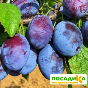 Слива Чачакская ранняя купить по цене от 229.00р. в интернет-магазине «Посадика» с доставкой почтой в в Завитинске и по всей России – [изображение №1].