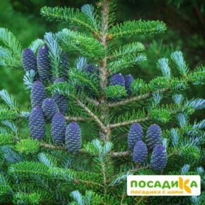 Пихта корейская (Abies koreana) купить по цене от 450.00р. в интернет-магазине «Посадика» с доставкой почтой в в Завитинске и по всей России – [изображение №1].