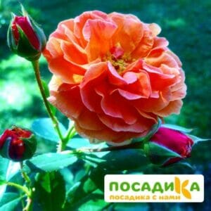 Роза Арабия купить по цене от 350.00р. в интернет-магазине «Посадика» с доставкой почтой в в Завитинске и по всей России – [изображение №1].