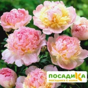 Пион Распберри Сандей (Paeonia Raspberry Sundae) купить по цене от 959р. в интернет-магазине «Посадика» с доставкой почтой в в Завитинске и по всей России – [изображение №1].