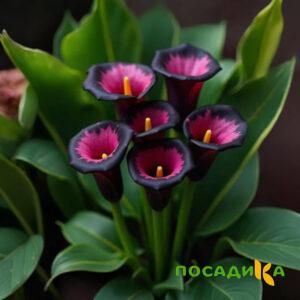 Калла Аура Лейс купить по цене от 400р. в интернет-магазине «Посадика» с доставкой почтой в в Завитинске и по всей России – [изображение №1].