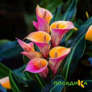 Калла Оникс купить по цене от 450р. в интернет-магазине «Посадика» с доставкой почтой в в Завитинске и по всей России – [изображение №1].