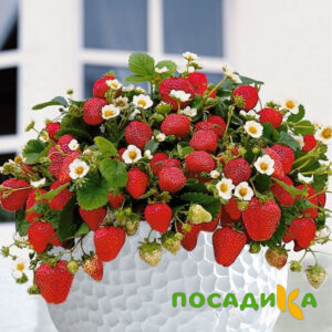 Клубника Рубиновый Шепот (горшечная) купить по цене от 240р. в интернет-магазине «Посадика» с доставкой почтой в в Завитинске и по всей России – [изображение №1].
