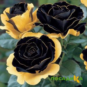 Роза Ханни Сикл купить по цене от 700р. в интернет-магазине «Посадика» с доставкой почтой в в Завитинске и по всей России – [изображение №1].