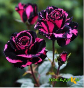 Роза Багровый Шепот купить по цене от 366р. в интернет-магазине «Посадика» с доставкой почтой в в Завитинске и по всей России – [изображение №1].