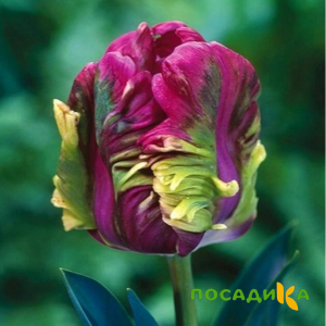 Тюльпан Экзотик Хэвен купить по цене от 186р. в интернет-магазине «Посадика» с доставкой почтой в в Завитинске и по всей России – [изображение №1].